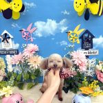 トイプードル　みこちゃん