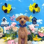 トイプードル　ルーくん