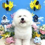 ビションフリーゼ　わさびくん