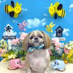 シーズー　陸くん　シルクパック　炭酸泉入浴