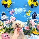 トイプードル　おこめちゃん