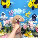 トイプードル　プーくん