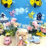 ねこ　スコティッシュフォールド　ぜんくん