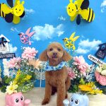 トイプードル　愛来（あいく）くん