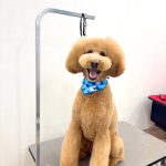 ゴールデンドゥードル　　ちゃちゃ丸くん