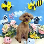 トイプードル　ラナくん