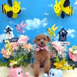 トイプードル　絆愛音(りあん)ちゃん　炭酸泉入浴