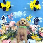 トイプードル　カプくん