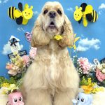 アメリカンコッカースパニエル　チャーリーくん