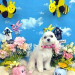 マルチーズ　ひなちゃん