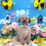 トイプードル　ライトくん