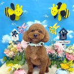 トイプードル　ププくん