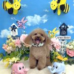 トイプードル　ぽんたくん　ハーブパック