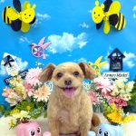 チワプー　クゥくん