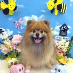 ポメラニアン　コロンちゃん