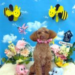 トイプードル　るるちゃん