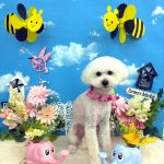 トイプードル　ラテちゃん