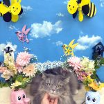 ねこ　サイベリアン　ソラちゃん