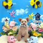 トイプードル　てんてんちゃん