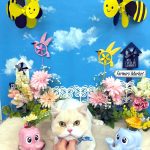 ねこ　スコティッシュフォールド　ぽっぷくん