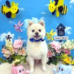 ポメラニアン　プー助くん