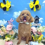 トイプードル　チョビくん　炭酸泉入浴