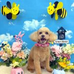 トイプードル　キャンディーちゃん