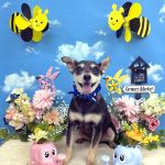 チワワｘヨーキー　あんずくん