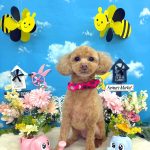 トイプードル　華ちゃん　シルクパック