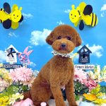 初めてご来店　トイプードル　チーズくん