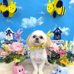 ペキプー　ルイくん