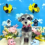 ミニュチュアシュナウザー　エマちゃん