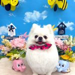 ポメラニアン　りんちゃん