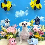 マルチーズ　モモちゃん