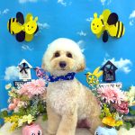 初めてご来店　トイプードル　ポンくん　PV動画あり