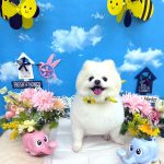 ポメラニアン　マロくん