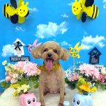 トイプードル　アニーちゃん