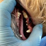 きゅーとちゃん　歯石取り