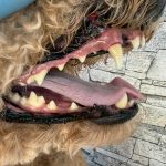 ちゃちゃ丸ちゃん　歯石取り