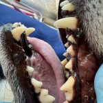 はるちゃん　歯石取り