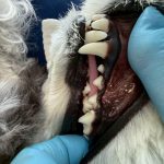 エマちゃん　歯石取り