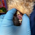 トトちゃん　歯石取り