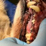 ベンちゃん　歯石取り