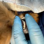 レオちゃん　歯石取り