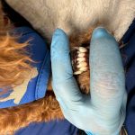 愛来ちゃん　歯石取り