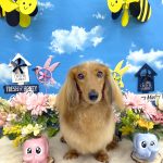 ダックスフンド　マナちゃん　炭酸泉入浴