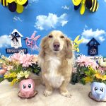 ダックスフンド　カイくん　炭酸泉入浴