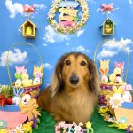 ダックスフンド　サスケくん