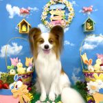 パピヨン　天くん