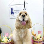 アメリカンコッカースパニエル　チャーリーくん